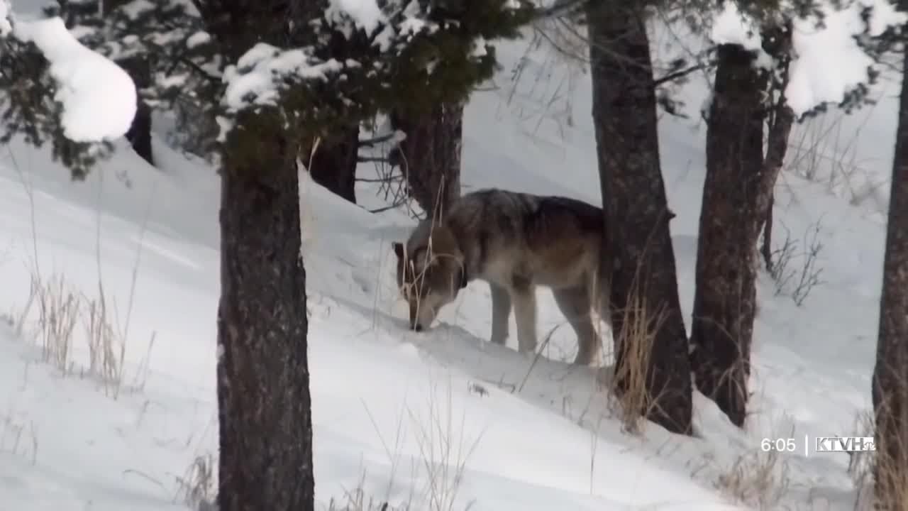Judge lets Montana wolf season proceed YouTube