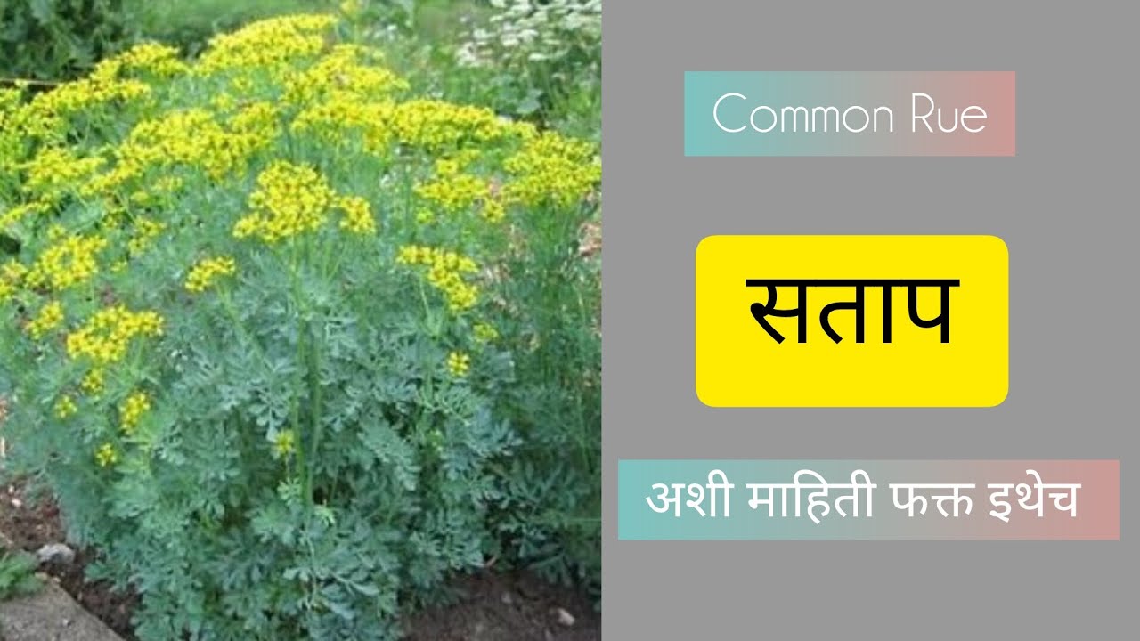सताप / सिताब / शताफा या वनस्पतीचे औषधी उपयोग / common rue / ruta graveolens