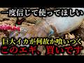 大型アオリイカを釣りたい初心者へ…自己最大を釣りまくるこの㊙エギを使ってください