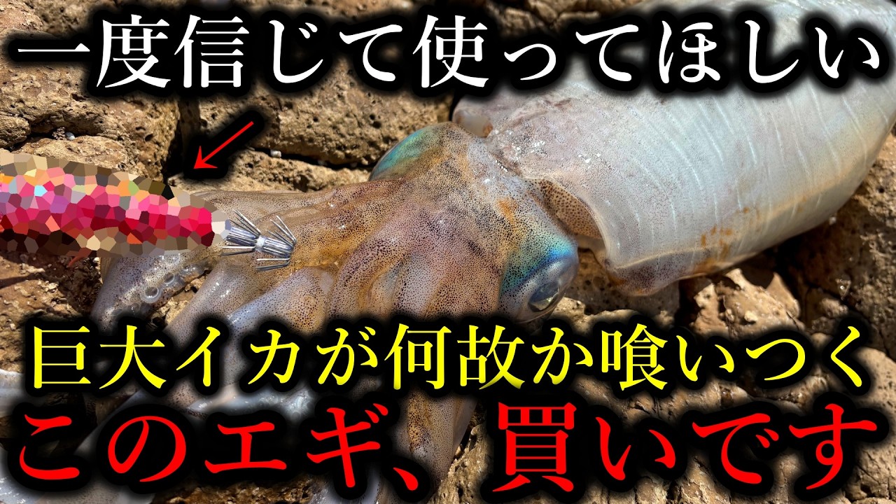 大型アオリイカを釣りたい初心者へ…自己最大を釣りまくるこの㊙エギを使ってください