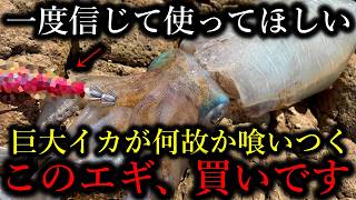 大型アオリイカを釣りたい初心者へ…自己最大を釣りまくるこの㊙エギを使ってください