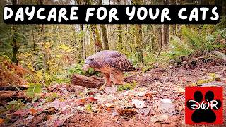 Forest Floor – Episode 3 | 3 Hours of Real Woodland Wildlife for Cats to Watch