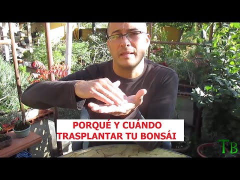 PORQUÉ Y CUÁNDO TRASPLANTAR NUESTRO BONSÁI ֍ CURSO BÁSICO DE BONSÁI