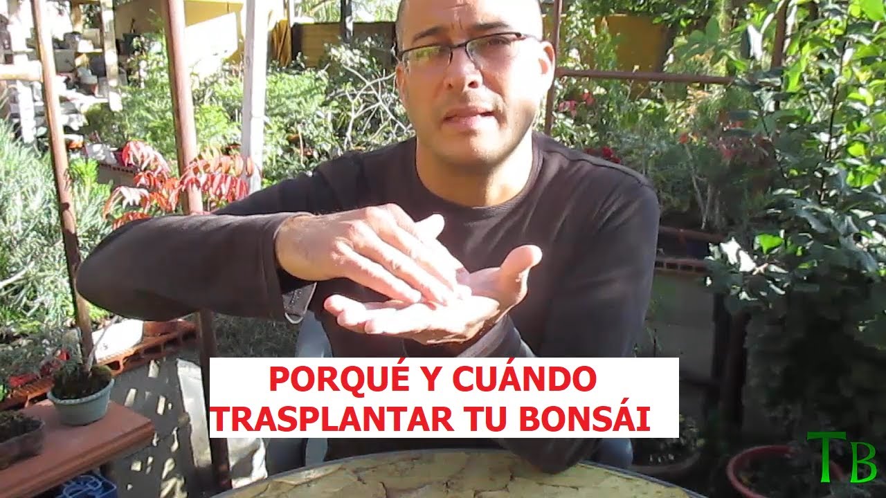 PORQUÉ Y CUÁNDO TRASPLANTAR NUESTRO  BONSÁI  ֍ CURSO BÁSICO DE BONSÁI
