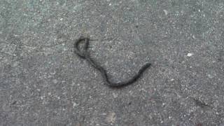 Minton & The Icky Earthworm