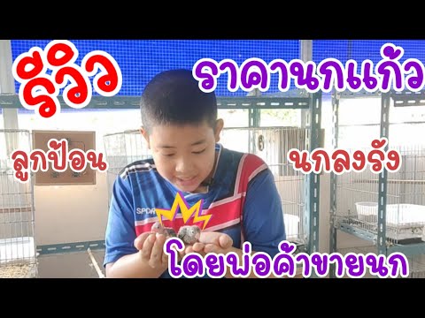 รีวิว ราคานกแก้ว นกลูกป้อน นกลงรัง ทั้งนกฟอพัสและนกเลิฟเบิร์ด โดยพ่อค้าขายนก จากบุญแก้วฟาร์ม