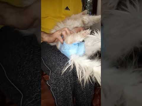 Кот и памперс