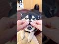 窒息寸前？！唸る柴犬の鼻息を止めてみました...。