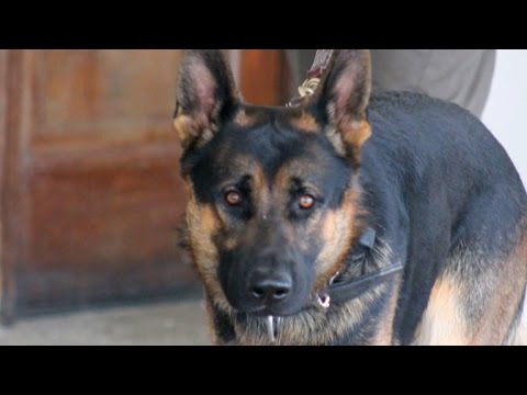 Video: Nevjerojatna fotografija nevjeste i njezina služba pas ostavlja svima bez govora