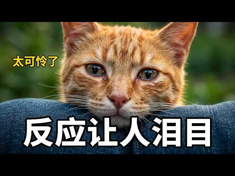 猫咪偷吃被打断腿，走投无路向我求救，结局太治愈 #动物救助 #猫咪