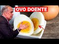 Já comprou o Ovo doente, como cozinhar um ovo - OMELETE - ovo Frito - Cozido... Dr Lair Ribeiro