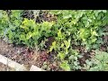 EL HUERTO EN DICIEMBRE#huerto#gardening #fincas#garden