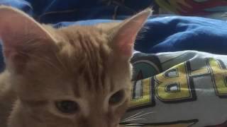 Мой котёнок Лев Мой котёнок Лев