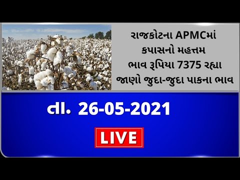 રાજકોટના APMC માં કપાસનો મહત્તમ ભાવ રૂપિયા 7375 રહ્યા જાણો | Tv9News