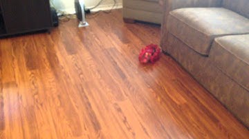 VEX Robotic ANT (HEXBUG). It