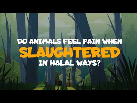 Video: Mga Hudiyong Olandes, Muslim Mag-apela Ng Ritual Slaughter Plan