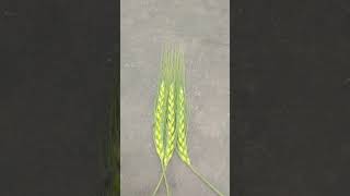 Hi 1636 , 306 , DBw 370.,DBw 371 , Hi 1636 , 306 , DBw 370.,DBw 371 ,