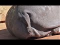 【東山動植物園公式】カバのまき糞　《 カバ 》 #short