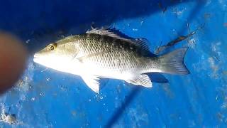 Micro fishing in portland cottage Jamaica (2 days) for snapper, barracuda & sea bream