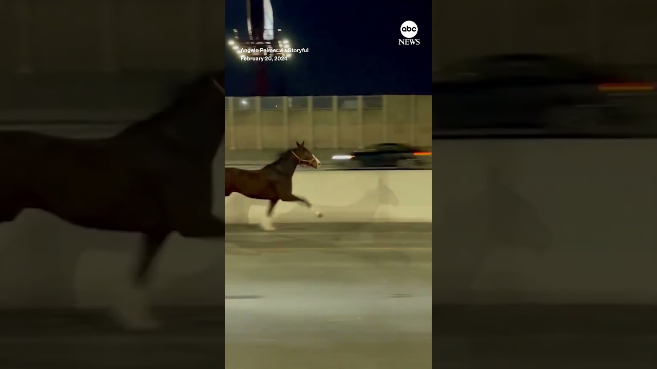 Horse runs along with early morning traffic in Philadelphia