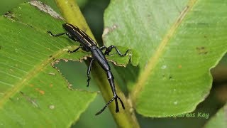 Straight-snouted Weevil, Brentus volvulus? from Ecuador