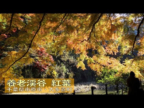 養老渓谷 紅葉 (中瀬遊歩道・金神の滝ほか）2017年11月29日 千葉県市原市・大多喜町