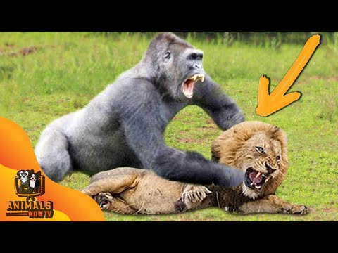 11 MOST POWERFUL ANIMALS IN AFRICA