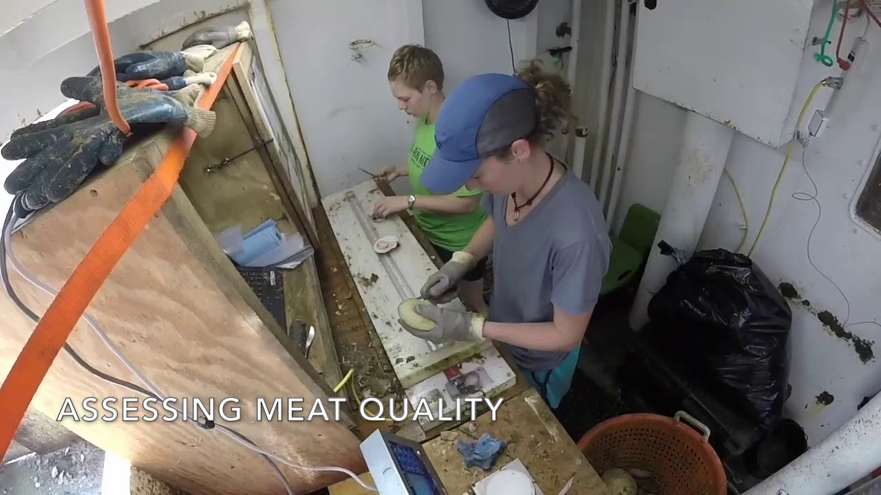 Sea Scallop Research