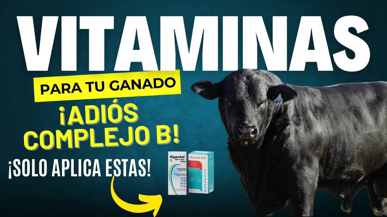 LAS MEJORES VITAMINAS PARA GANADO 🐂💉 | ✅NO PUEDEN FALTAR EN TU GANADERÍA ✅