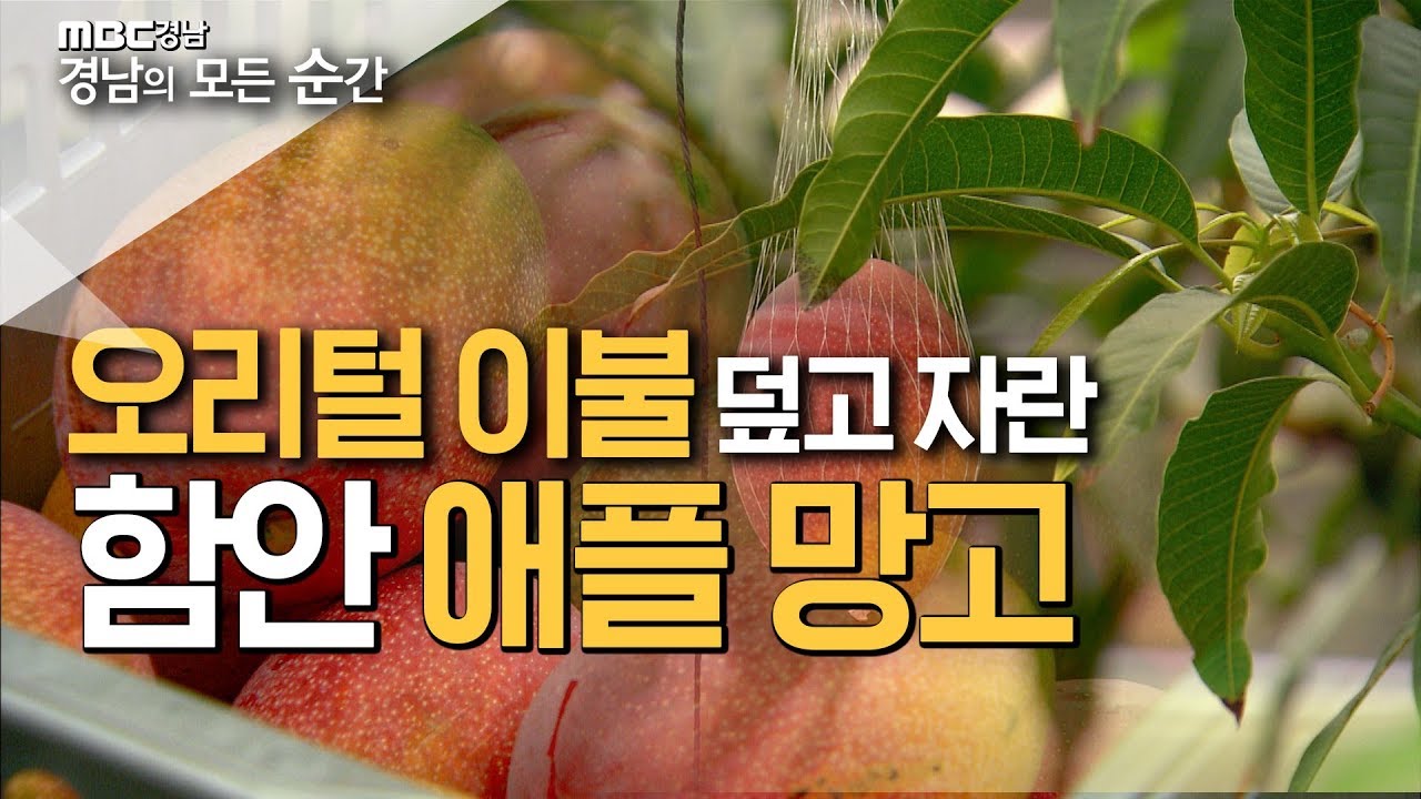 애플망고에는 씨앗이 있다 없다? 애플망고 재배법과 손질법을 모두 알아봤다! [경남의모든순간] 190729