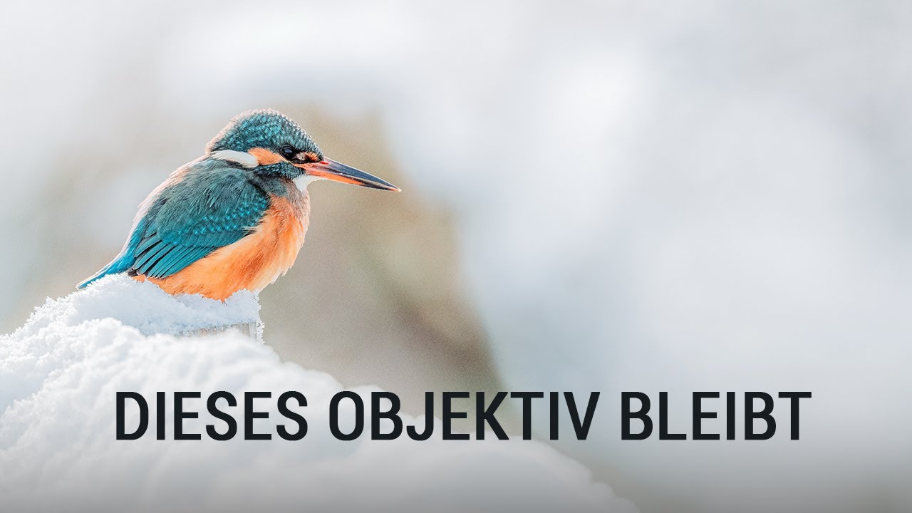 Diese Entscheidung fiel mir nicht leicht: Canon RF 100–500 vs. 400mm f2.8.