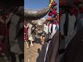 The bull is worshipped in India as Nandi Maharaj.