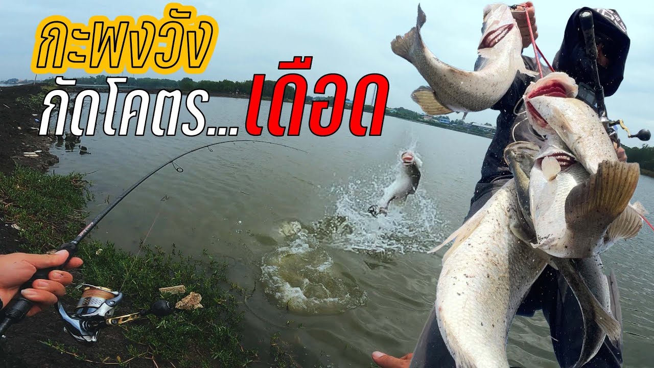 กะพงวังกัดโคตรเดือด Aggressive Barramundi YouTube