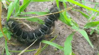 Mealworm Eat Gr And Rice Leaf Quickly Worm Video Relaxing 2021 How Quickly Worm Walk