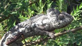 Rondreis Madagaskar Mauritius Djoser