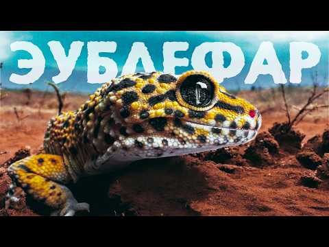 Содержание эублефара. 10 лет опыта PANTERIC