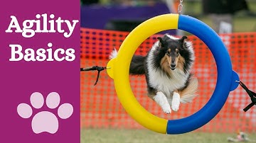 Introduction to dog agility
