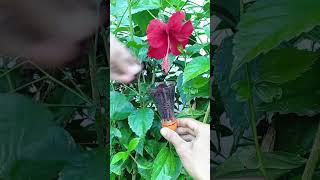 Trying air layering technique, simple and easy 🌳#multiplyplants #airlayering #propagation