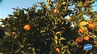 Join chef robert danhi as he tours an orange grove with sunkist
grower, mark gillette. learn about the work that goes behind bringing
your citrus fruit from ...