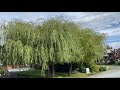 The Willow tree!