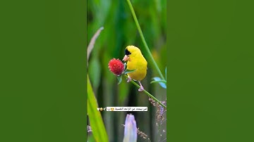 قران كريم راحة نفسية 🤍💯🙂🙂#قران_كريم #راحة_نفسية #طيور #حالات_قرانية