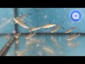 Aquariumvissen  balantiocheilos melanopterus