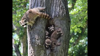 Mama Raccoon & Her Baby At The Front Yard 2020