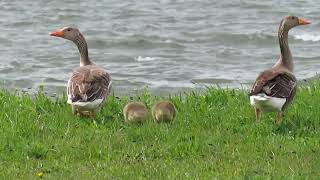 Greylag Goose, Anser anser, Grauwe Gans, Landtong Rozenburg, ZH, the Netherlands, 19 Apr 2024 (*12*)