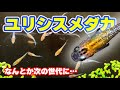 【メダカ】ユリシスメダカ　なんとか全滅を回避?