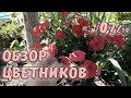 Обзор цветников  №7/19. Астильбы, розы, петунии, лилии