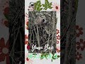 樹尖上的美食家 #panda #yuanbao #圓寶