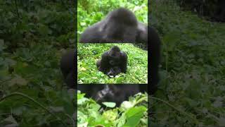 chimpanzee mating #matingseason #gorilla #monkey #breading #shorts
