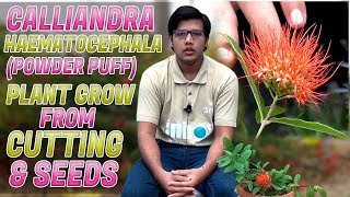 Calliandra Haematocephala Powder Puff Plant grow from cutting & seeds  In (Urdu/Hindi)