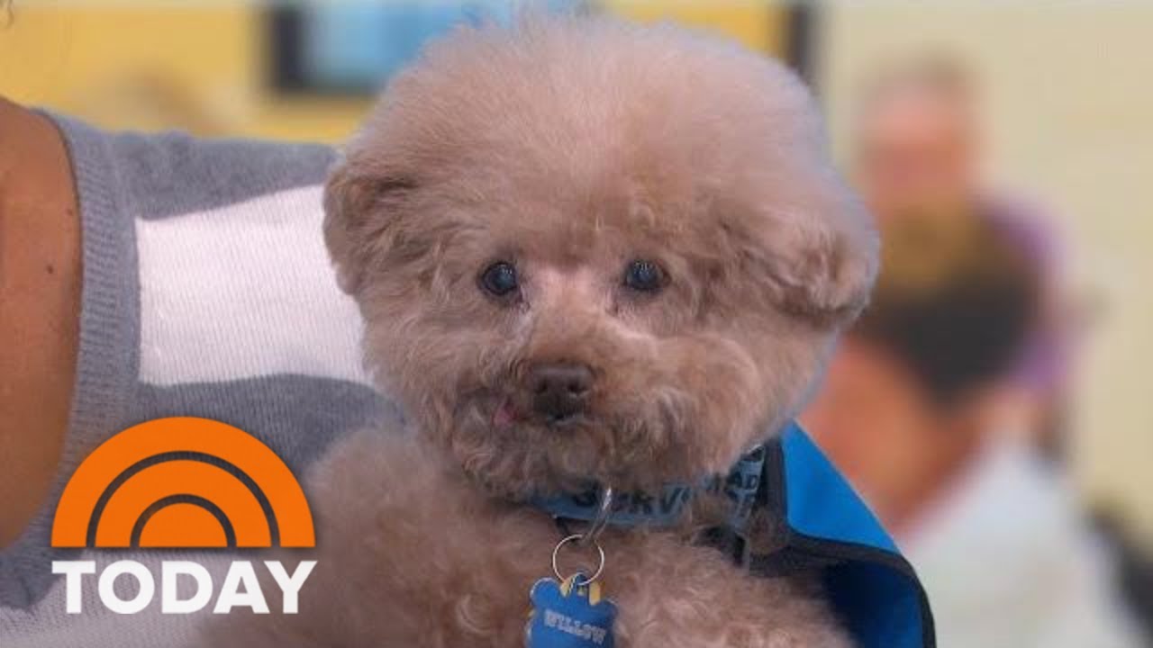 Hero Dog Awards: Meet Some Of The Heroic Finalists Defying The Odds | TODAY